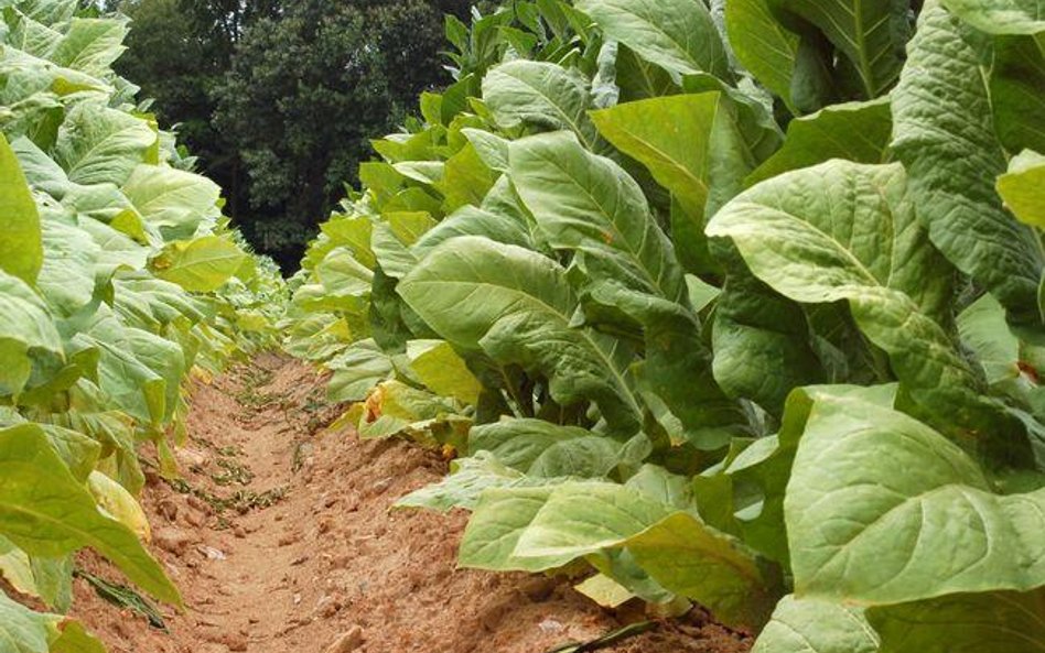 Czy uzyskanie płatności rolnych dla plantatorów tytoniu będzie uzależnione od zakazu produkcji papie