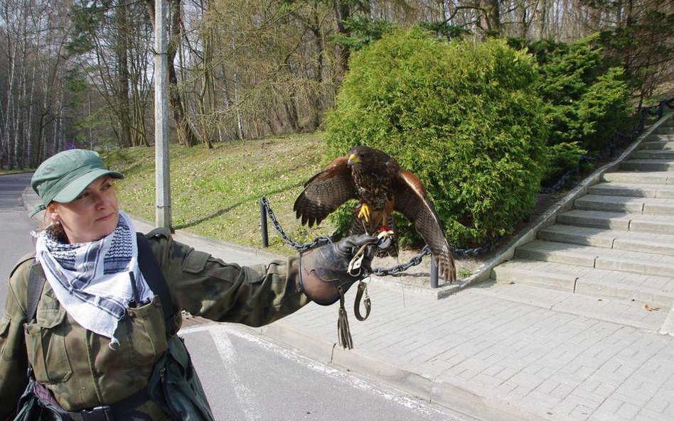 Opiekunka drapieżnych ptaków z lotniska Marynarki Wojennej w Babich Dołach