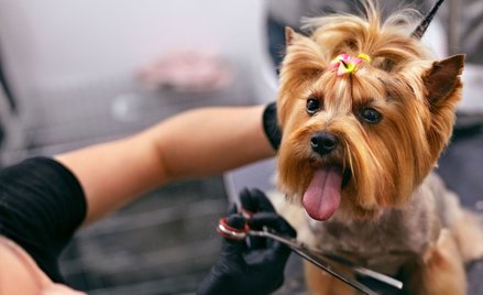 Sąd o lockdownie: psy mogą chodzić do fryzjera, ludzie nie