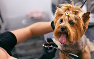 Sąd o lockdownie: psy mogą chodzić do fryzjera, ludzie nie