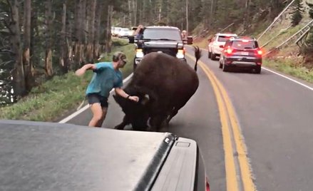 Oregon: 130 dni więzienia za nękanie bizona