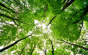 Drzewa, choć sprawiają wrażenie trwałych i niezmiennych, chorują, starzeją się i w określonych warun