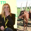 Syn prezydenta Ugandy chciał podarować Giorgii Meloni 100 krów