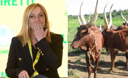 Syn prezydenta Ugandy chciał podarować Giorgii Meloni 100 krów