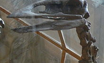 Największy ptak w historii ważył 800 kg