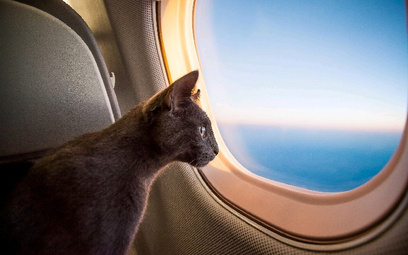 Kot podróżujący nielegalnie Aerofłotem
stał się bohaterem Facebooka. Linia lotnicza ostro zareagował