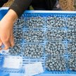 Chiny znoszą karne cła na import borówek z USA