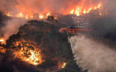Pożary lasów już od kilku miesięcy nękają Australię. Spłonęło więcej drzew, niż rośnie we wszystkich