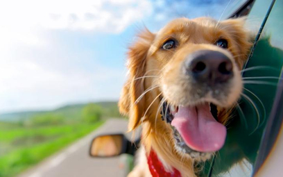 Pies powinien podróżować w transporterze lub być przypięty specjalnym pasem
