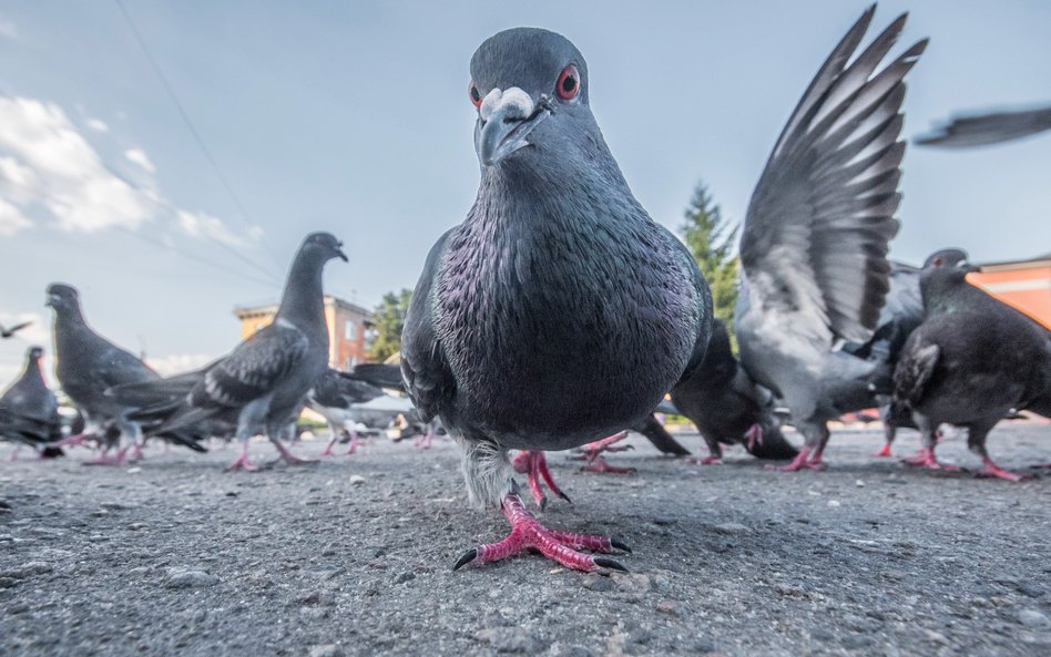 Gołębie w Tokio cieszą się sympatią