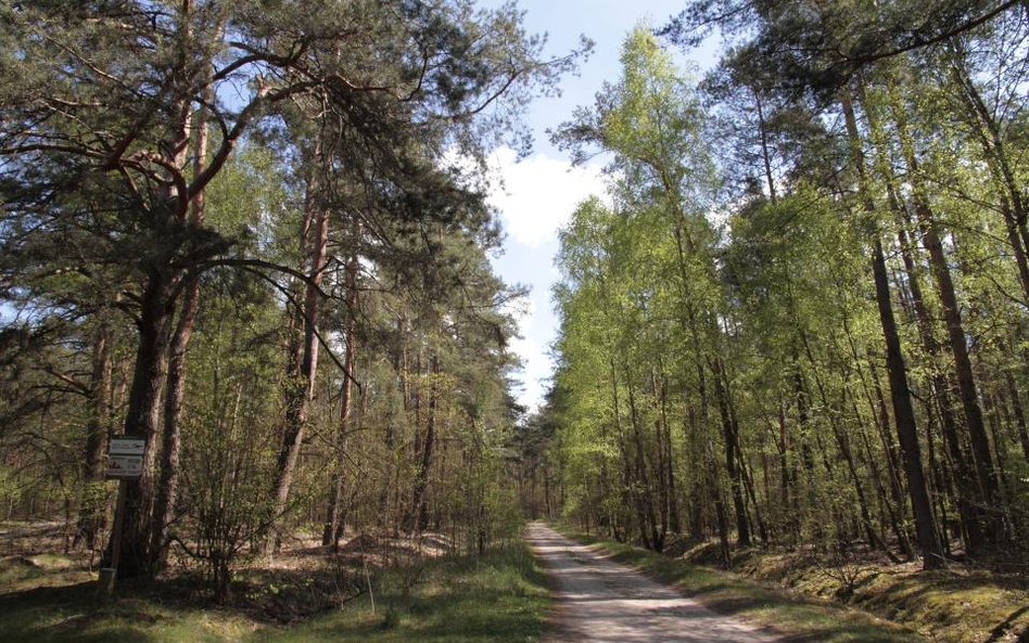 UNESCO: Puszcza Białowieska poza Listą Światowego Dziedzictwa w Zagrożeniu