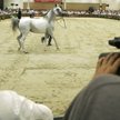Pride of Poland: Najlepszy wynik aukcji od czterech lat