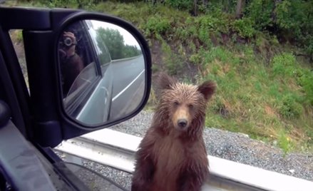 Niedźwiedź na Kamczatce