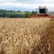 KSG Agro: Większe plony zbóż