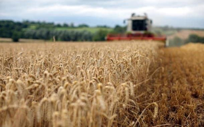 KSG Agro: Większe plony zbóż