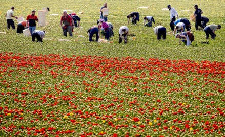 Trudny pakiet pomocy dla Unii, Holandia przeciwna