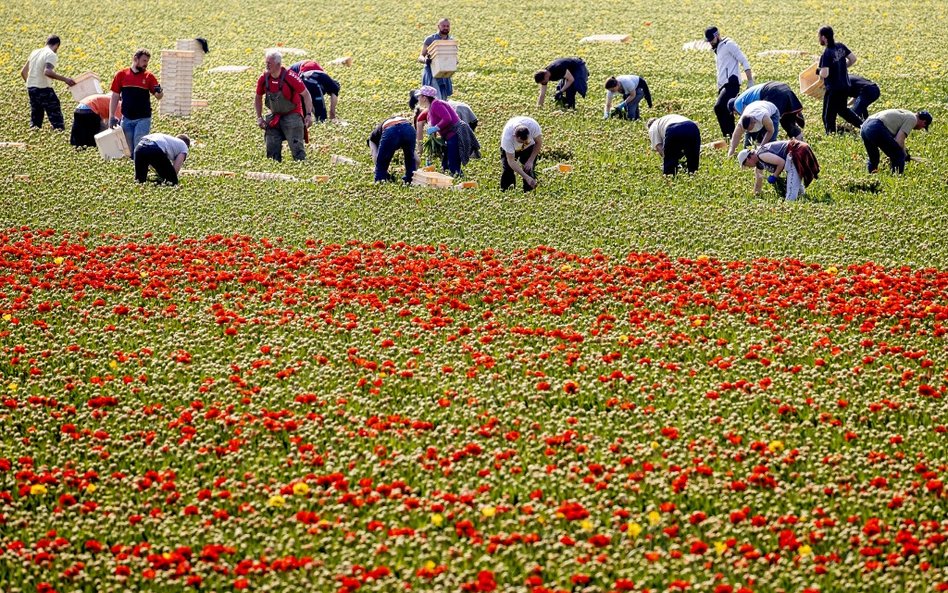 Trudny pakiet pomocy dla Unii, Holandia przeciwna