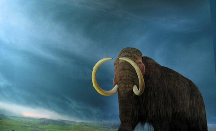 Mamut