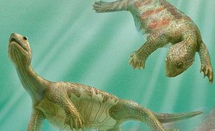Odontochelys semitestacea żył w wodzie, mierzył 40 cm