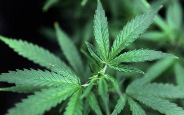 Stan Oregon ma problem: Produkuje za dużo marihuany