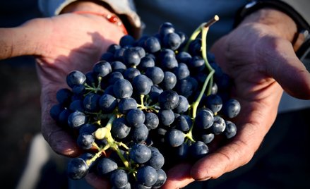 Skórki winogron zawierają antyoksydanty, które pomagają zapobiegać chorobom serca.