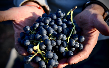 Skórki winogron zawierają antyoksydanty, które pomagają zapobiegać chorobom serca.