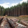 Był las, są pnie 1265 drzew. I małe szanse na kary