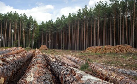 Był las, są pnie 1265 drzew. I małe szanse na kary