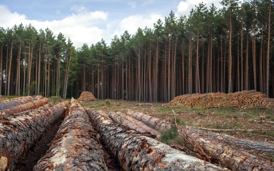 Był las, są pnie 1265 drzew. I małe szanse na kary