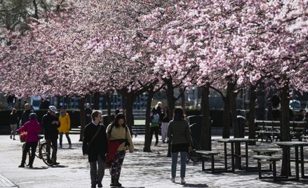Ogrody Królewskie, park w centrum Sztokholmu. 1 kwietnia 2020