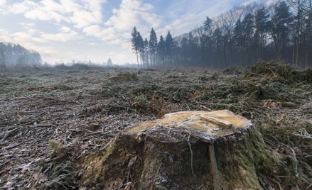 Brazylia nieco mniej wycina lasy, ale nadal dużo