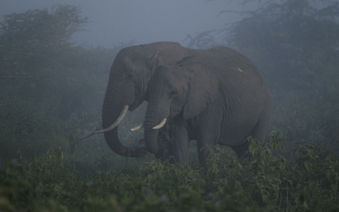 Słonie afrykańskie coraz bardziej zagrożone wyginięciem
