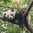 Panda. Zdjęcie ilustracyjne