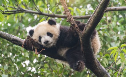 Panda. Zdjęcie ilustracyjne
