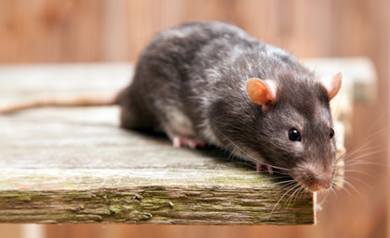 Myszy stały się największym problemem wyspy