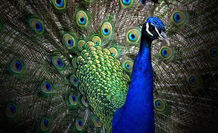 Indie: Stan Goa proponuje zaklasyfikowanie pawia jako szkodnika