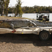 Zastrzelił stuletnią legendę Australii. 10 tys. dolarów kary