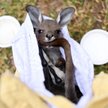 Jeden z uratowanych przez wolontariuszy młodych kangurów