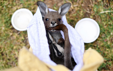 Jeden z uratowanych przez wolontariuszy młodych kangurów