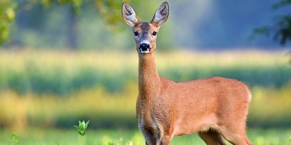Jak postępować ze zwierzyną łowną na osiedlach i ulicach?