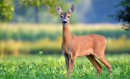 Jak postępować ze zwierzyną łowną na osiedlach i ulicach?