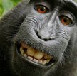 Wygrał prawa do selfie małpy