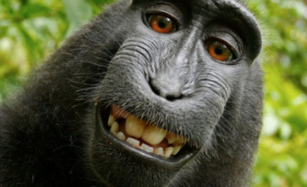 Wygrał prawa do selfie małpy