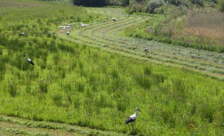 Rynek mieszkaniowy: parcele dla deweloperów