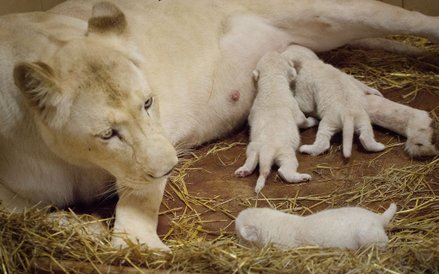 Lwica Azira z małymi lwiątkami w borysewskim ZOO Safari.