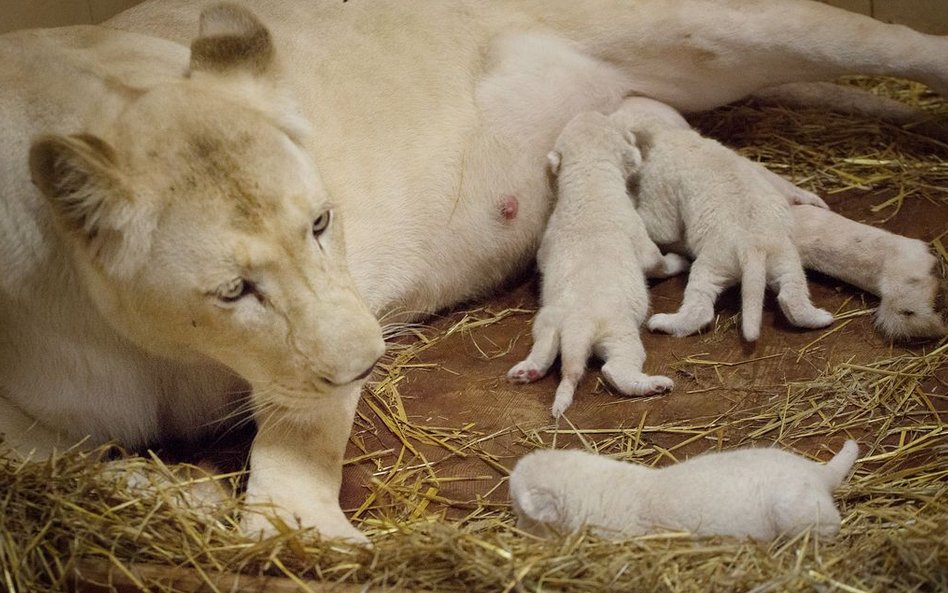 Lwica Azira z małymi lwiątkami w borysewskim ZOO Safari.
