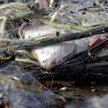 Rybacy alarmują: marne połowy na Bałtyku, ryby w złej kondycji