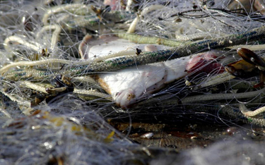 Rybacy alarmują: marne połowy na Bałtyku, ryby w złej kondycji