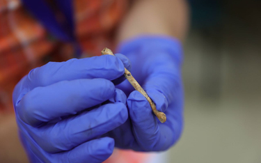 Flet z ptasich kości znaleziony w Izraelu