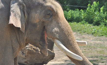 Słoń z Nowego Jorku nie jest osobą. Zdecydował o tym sąd